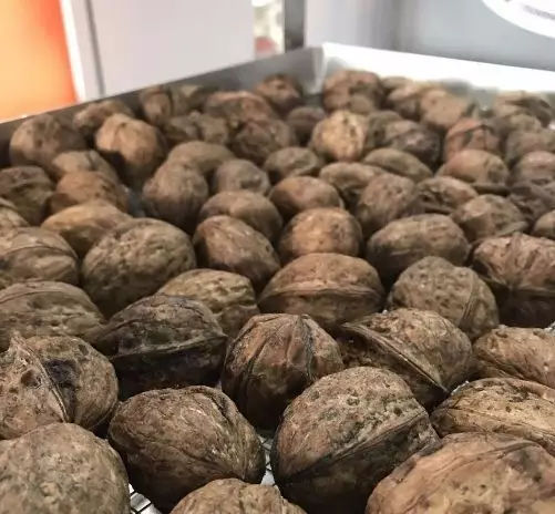 核桃烘干工藝